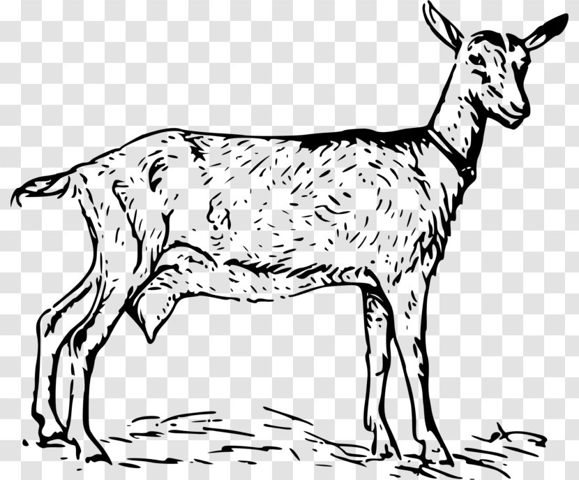 Anglo-Nubian Goat Nigerian Dwarf Black Bengal Oberhasli Boer - Deer - Clipart Transparent PNG