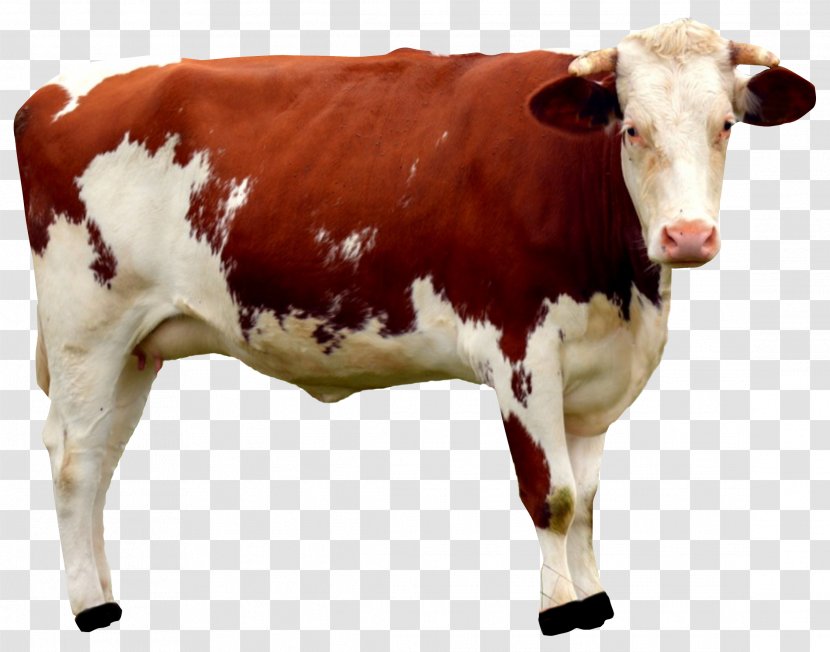 Beef Cattle Dairy Mammal Desktop Wallpaper - Livestock Transparent PNG