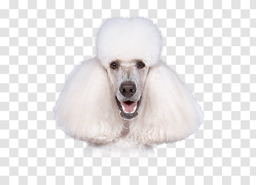 Miniature Poodle Standard Toy Dog Breed - Carnivora - Large Dogs Transparent PNG