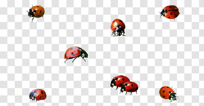 Insect Ladybird Beetle Clip Art Image Transparent PNG