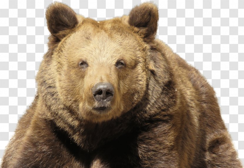 PlayerUnknown's Battlegrounds Eurasian Brown Bear Himalayan Kodiak - Bears Transparent PNG