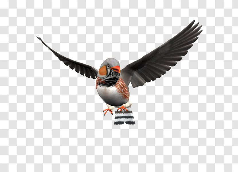 Zebra Finch Bird Illustration - Ducks Geese And Swans - Elf To Pull The Free Images Transparent PNG
