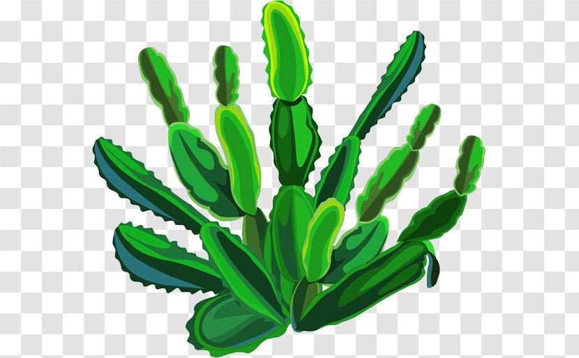 Cactaceae Plant - Organism - Cactus Transparent PNG