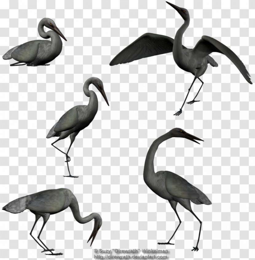 Ibis Egret Bird Beak - Wader - Solar Term Transparent PNG