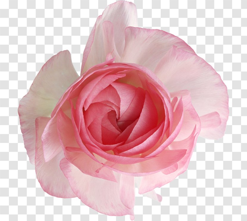 Garden Roses Cabbage Rose Cut Flowers Petal - Peach Transparent PNG