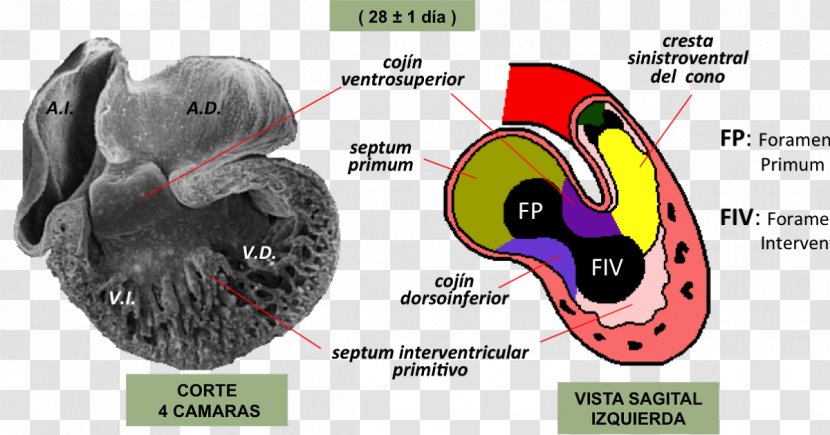 Embriologia Humana Atrioventricular Canal Embryology Heart Development Node - Septum Transparent PNG