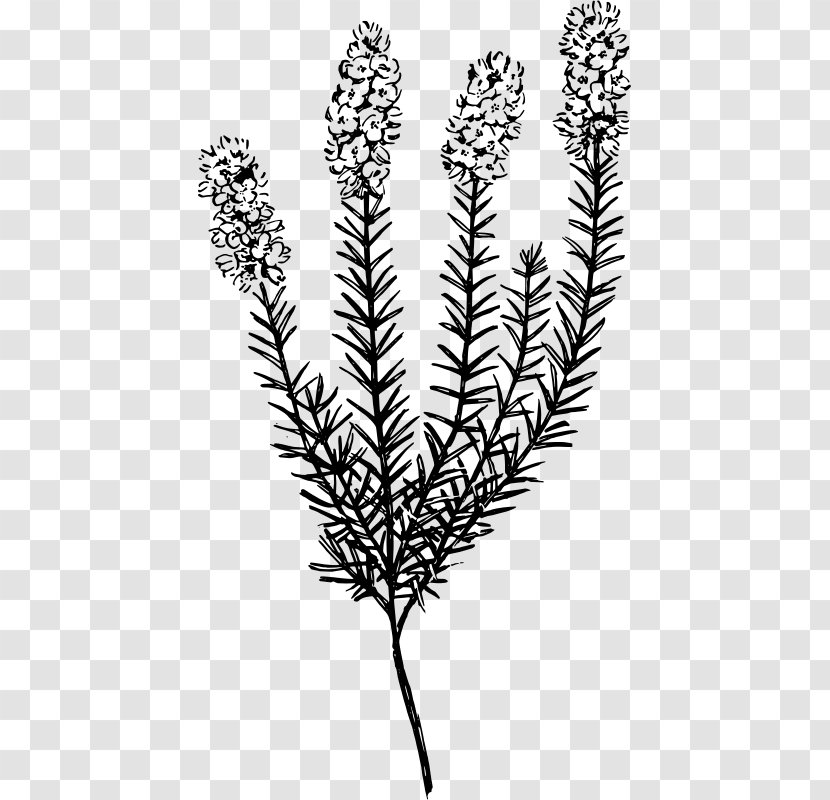 Plant Botany Calluna Clip Art - Commodity Transparent PNG