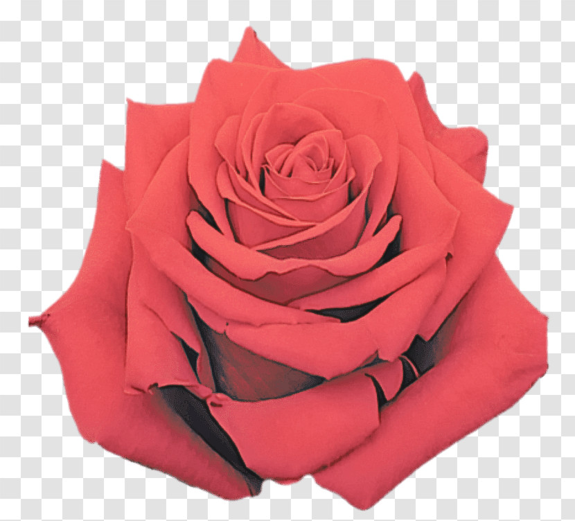 Garden Roses Transparent PNG