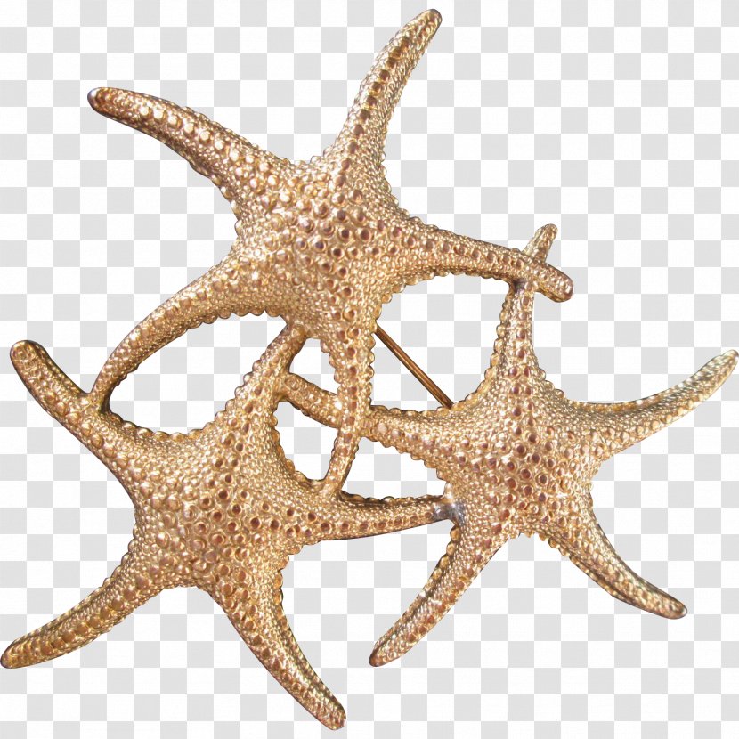 Starfish Echinoderm - Marine Invertebrates Transparent PNG