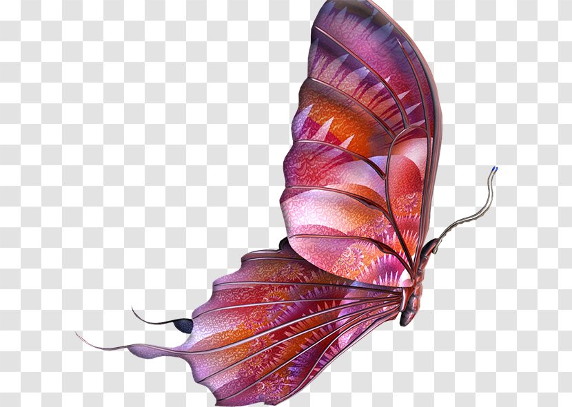 Butterfly Clip Art - Invertebrate Transparent PNG