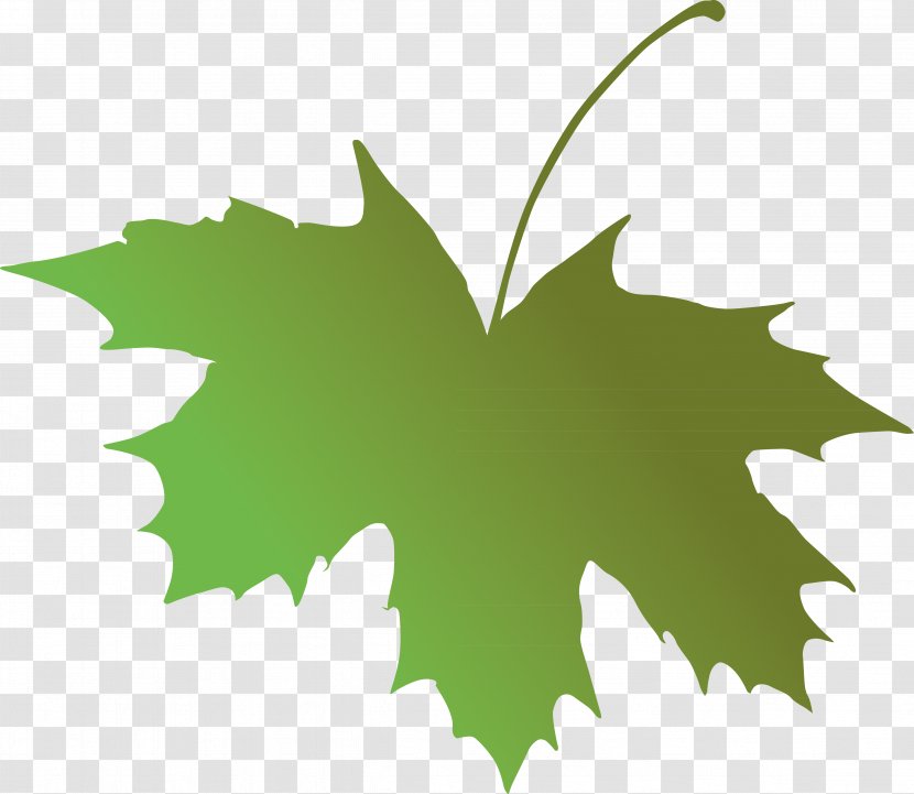 Maple Leaf Grape Leaves Green Tree Transparent PNG