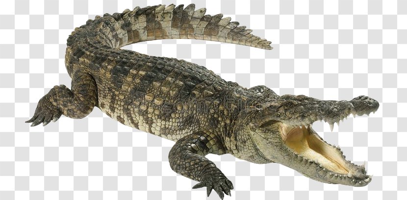 Crocodiles American Alligator Stock Photography - Animal Figure - Crocodile Transparent PNG