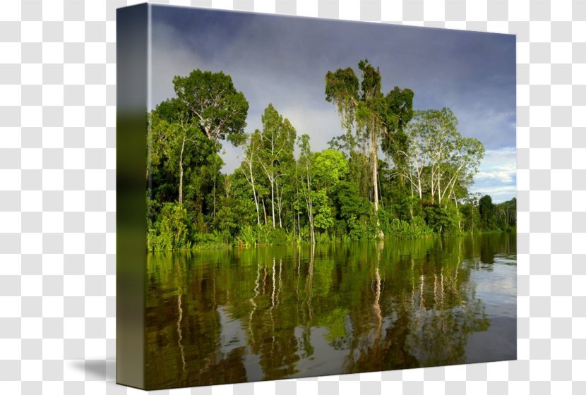 Bayou Swamp Nature Reserve Biome Water Resources - Wetland - Amazon Rainforest Transparent PNG
