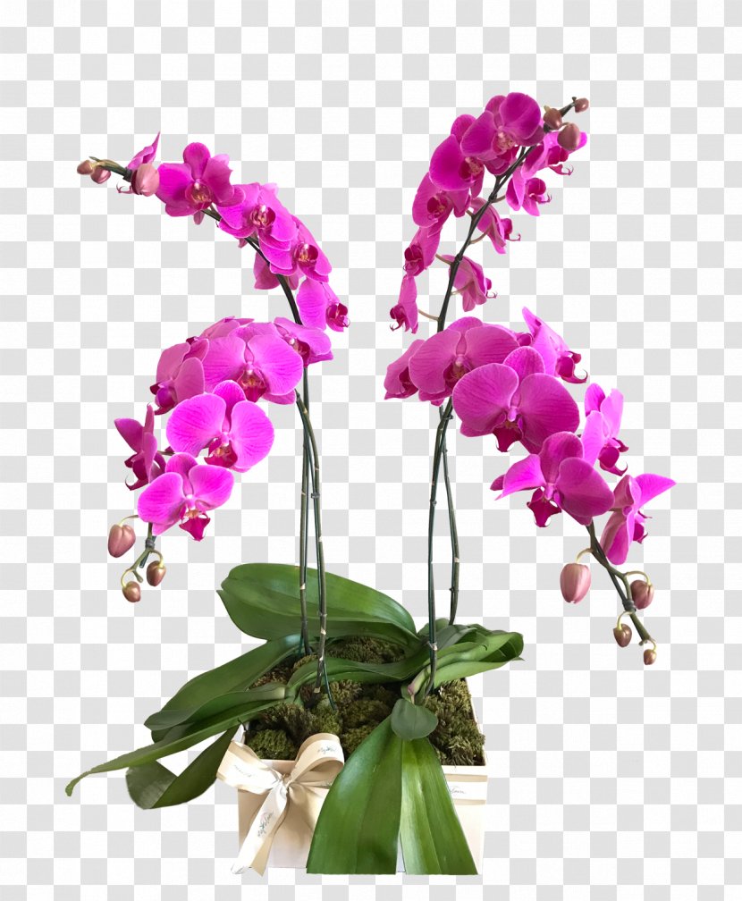 Moth Orchids Dendrobium Cut Flowers Cattleya - Magenta Transparent PNG