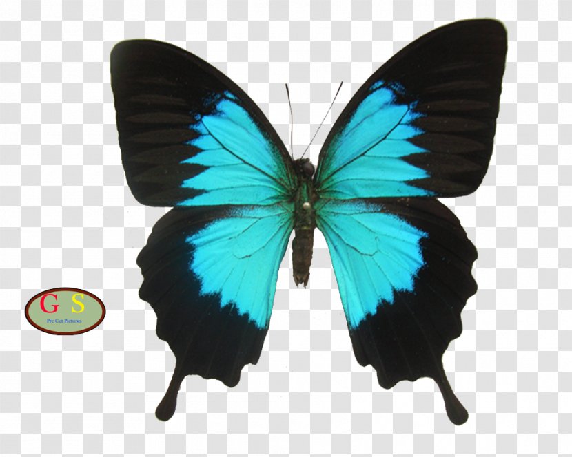 Ulysses Butterfly Rajah Brooke's Birdwing Ornithoptera Priamus - Blue Morpho Transparent PNG