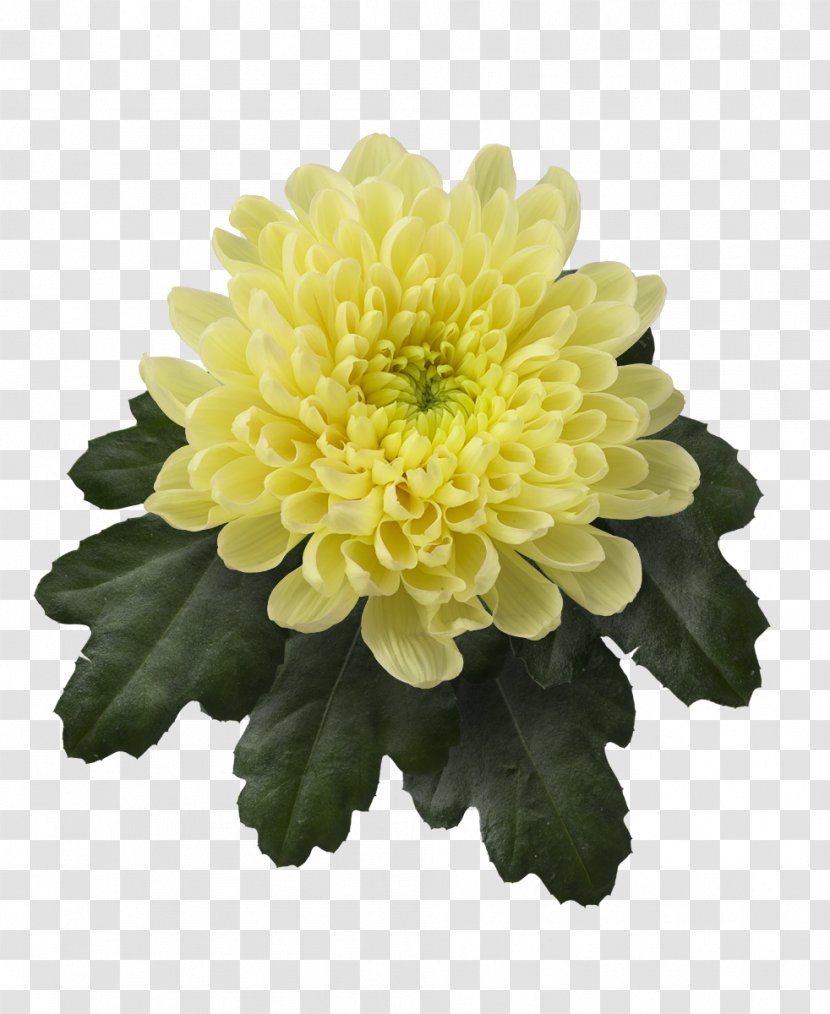 Chrysanthemum Marguerite Daisy Cut Flowers Dahlia Cultivar - Chrysanths Transparent PNG