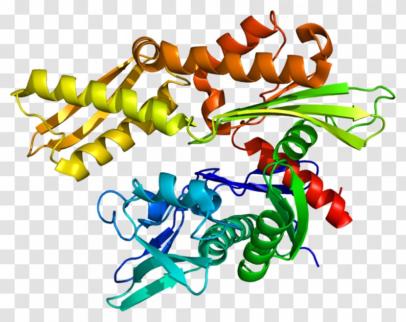 Heat Shock Protein Hsp70 HSPA1A HSPA8 - Tree - Gene Transparent PNG