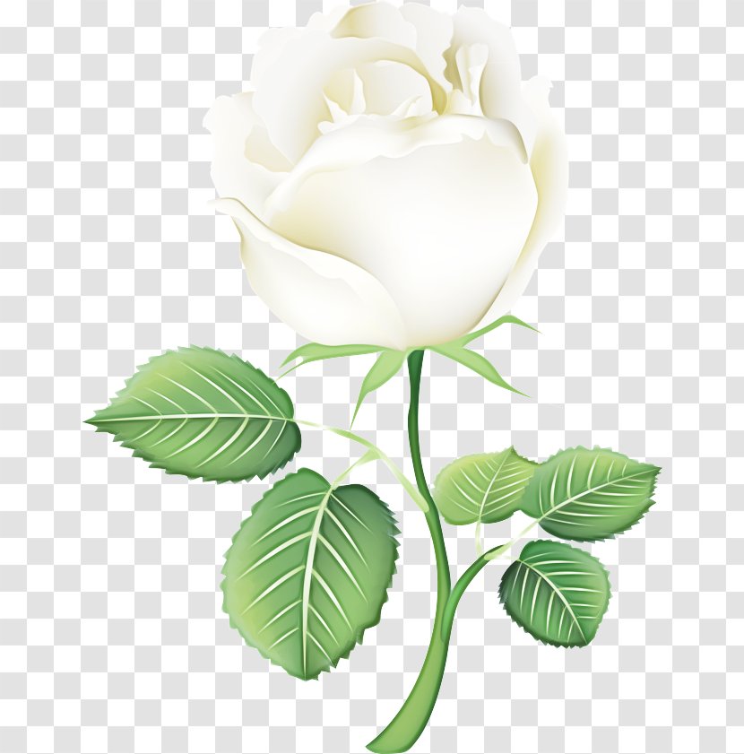 Garden Roses - Rose Family Transparent PNG