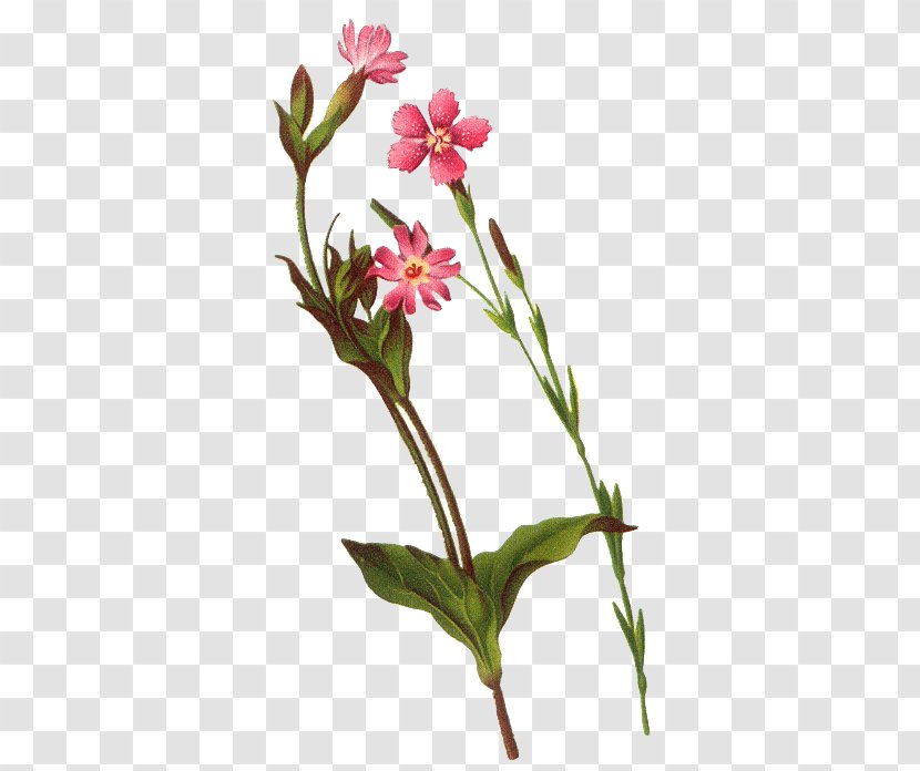 Flower Bouquet Floral Design - Floristry - Background Material Transparent PNG