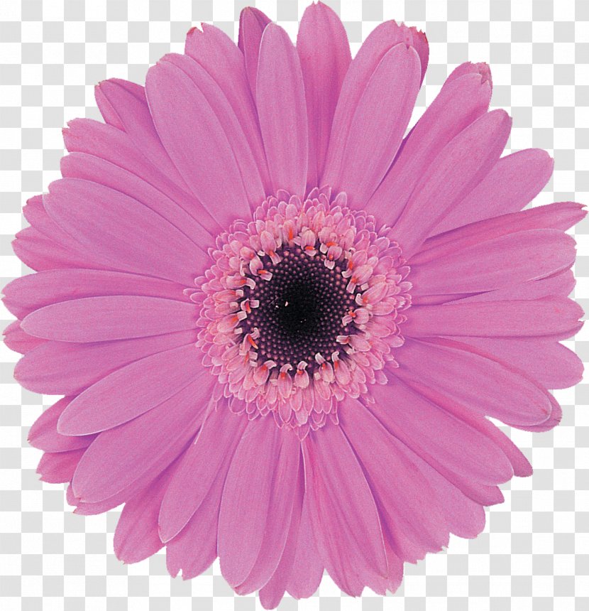 Transvaal Daisy Purple Lilac Cut Flowers - Aster - Gerbera Transparent PNG