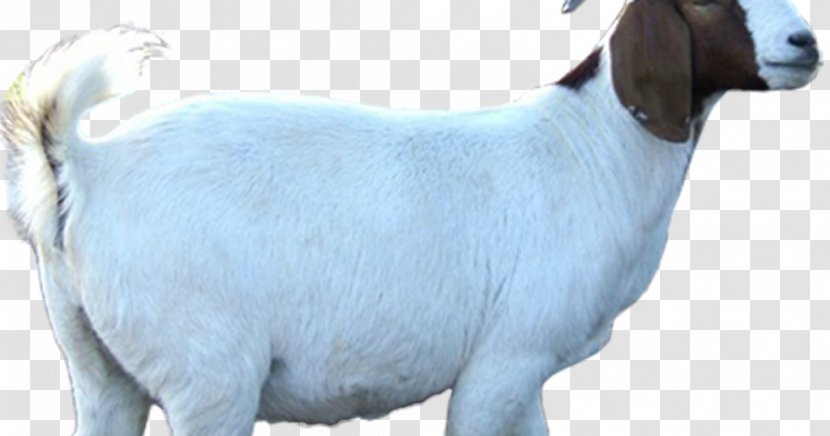 Sheep Cattle Boer Goat Livestock Animal Husbandry - Qurbani Transparent PNG