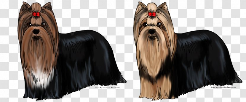 Yorkshire Terrier Australian Silky Companion Dog Breed - Snout - Terriers Transparent PNG