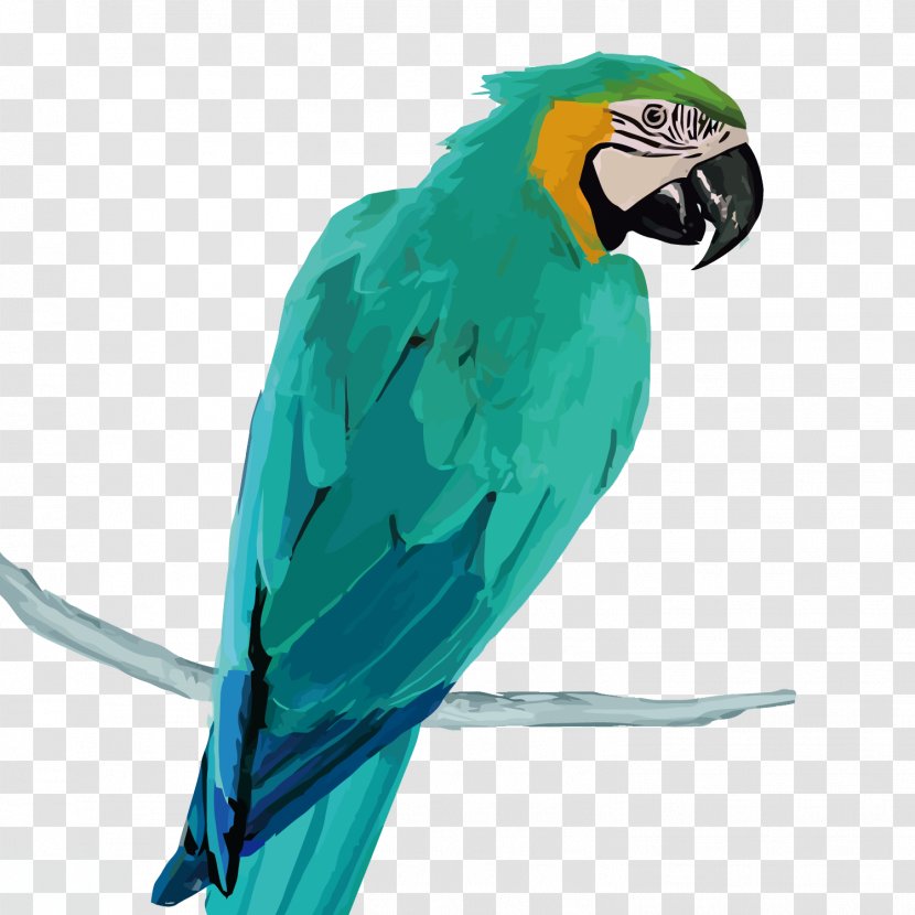 Amazon Parrot Macaw - Vector Transparent PNG