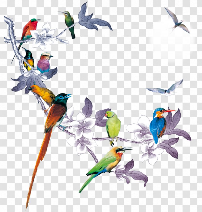 Bird - Macaw - Cockatiel Transparent PNG