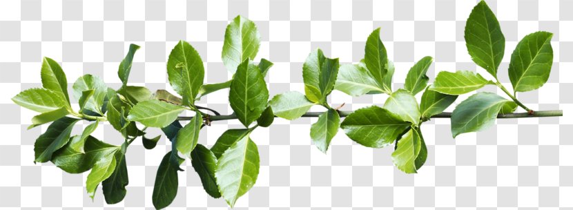 Leaf Plant Stem Clip Art - Branch Transparent PNG