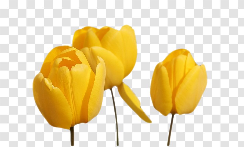 Tulip Cut Flowers Yellow - Flower Transparent PNG