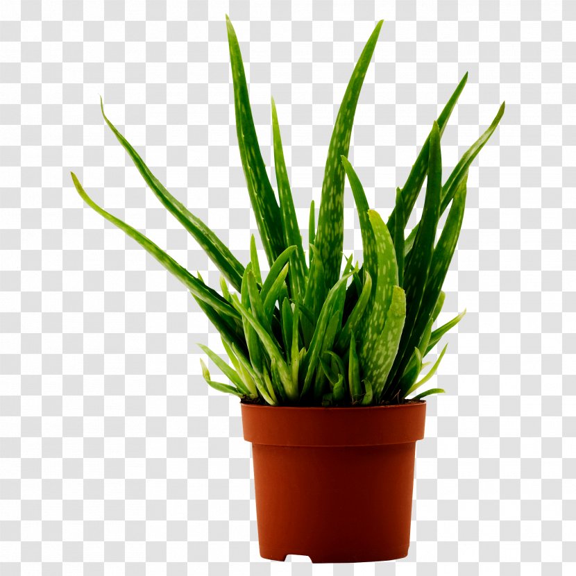 Aloe Vera Houseplant Gel Medicinal Plants - Plant Propagation Transparent PNG