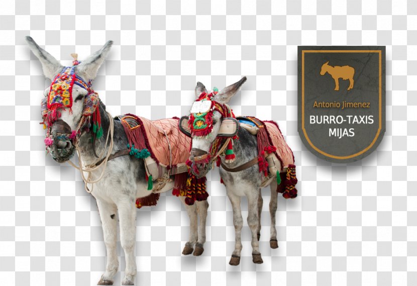 Ronda Mijas Burro Taxi Antonio Jimenez Nerja Sierra De Donkey Transparent PNG