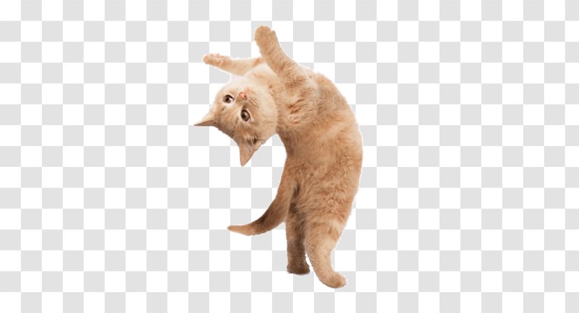 Yoga Cats: The Purrfect Workout Kittens: Take Life One Pose At A Time Dogs - Cats - Kitten Transparent PNG