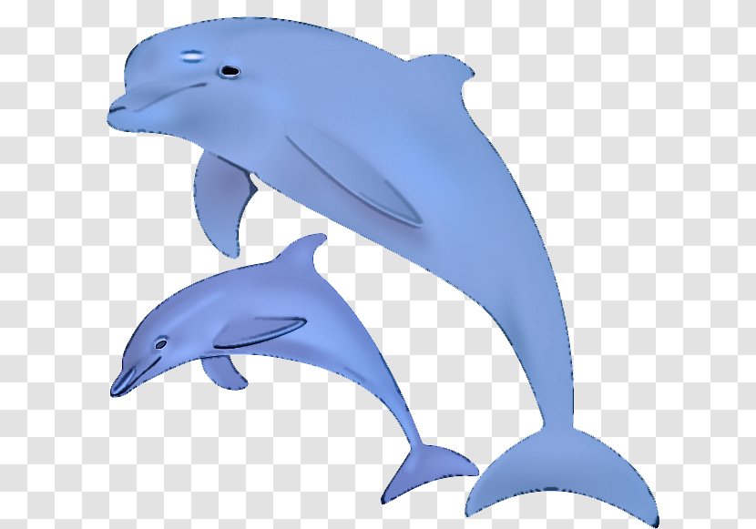 Dolphin Common Bottlenose Fin Marine Mammal - Cetacea - Dolphins Wholphin Transparent PNG