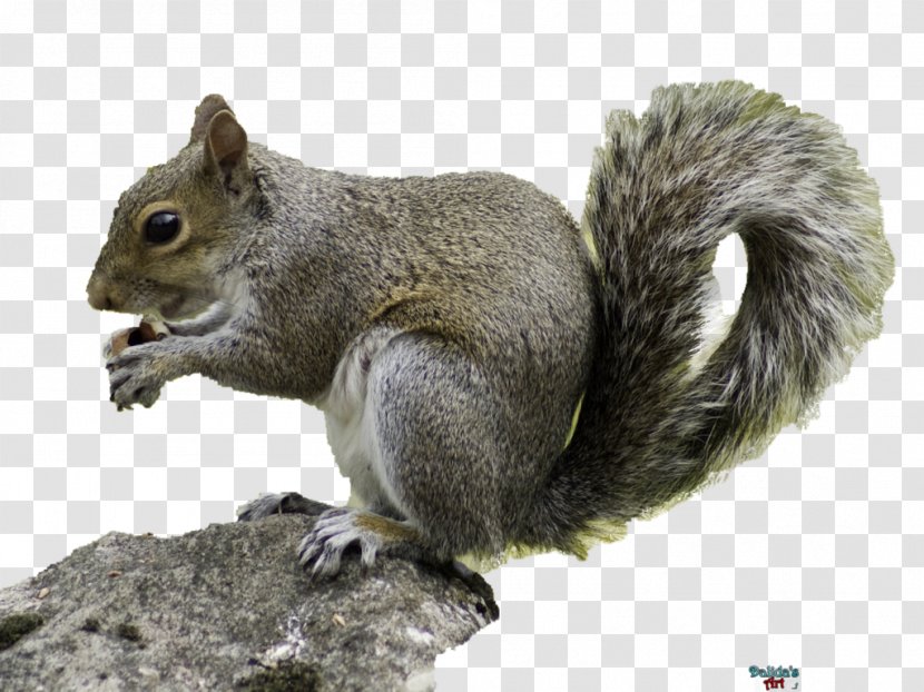 Red Squirrel Rodent Wildlife Eastern Gray - Terrestrial Animal Transparent PNG