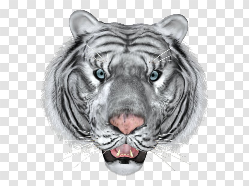 Bengal Tiger Cat Lion White Animal Transparent PNG