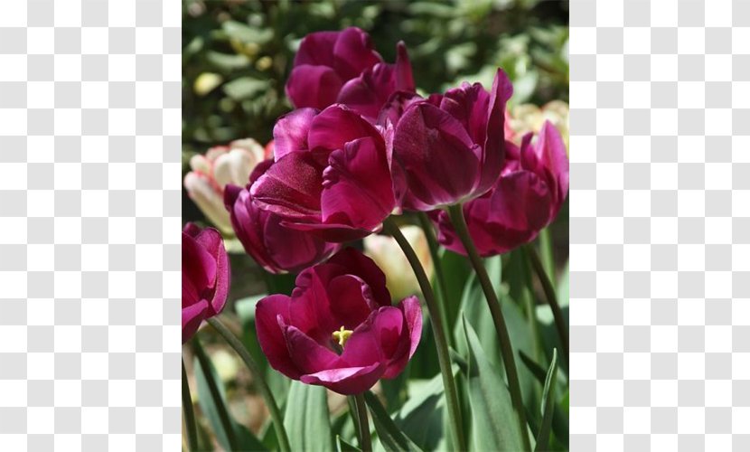 Tulip Petal Magenta Annual Plant Transparent PNG