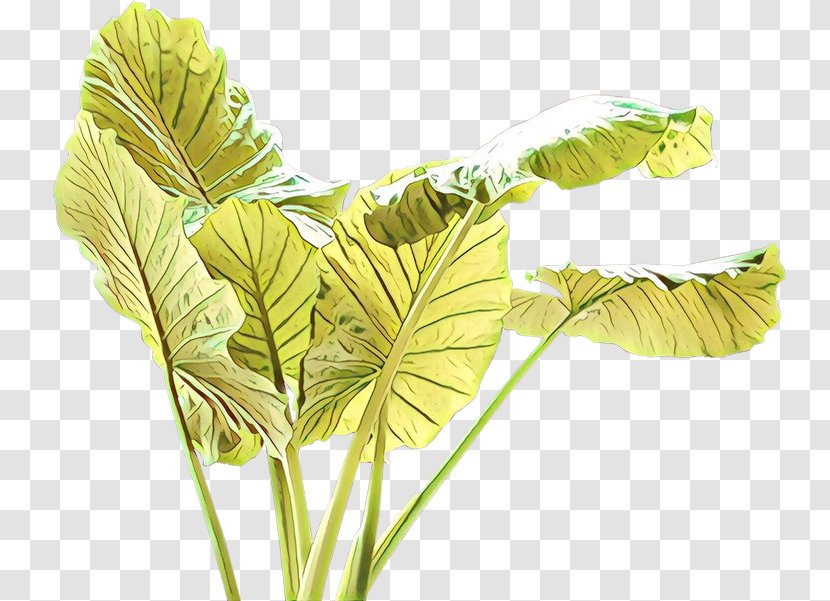 Leaf Flower Plant Flowering Grass - Arum Family Anthurium Transparent PNG