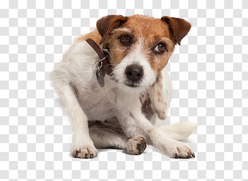 Jack Russell Terrier Puppy Dog Breed Companion Flea Transparent PNG