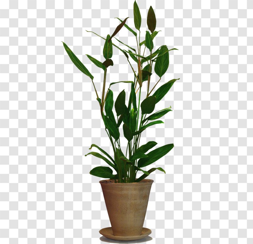 Bonsai - Drawing - Plant Stem Transparent PNG