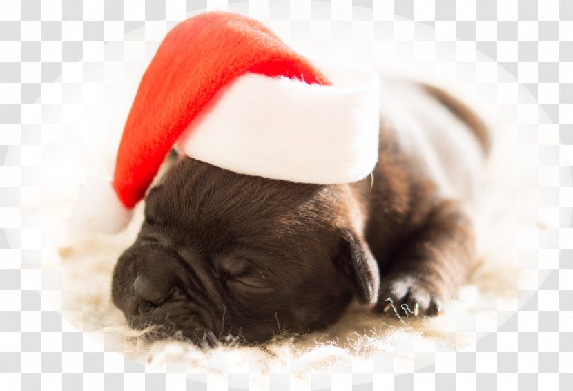 Christmas Tree Dog Gift Santa Claus - And Holiday Season Transparent PNG