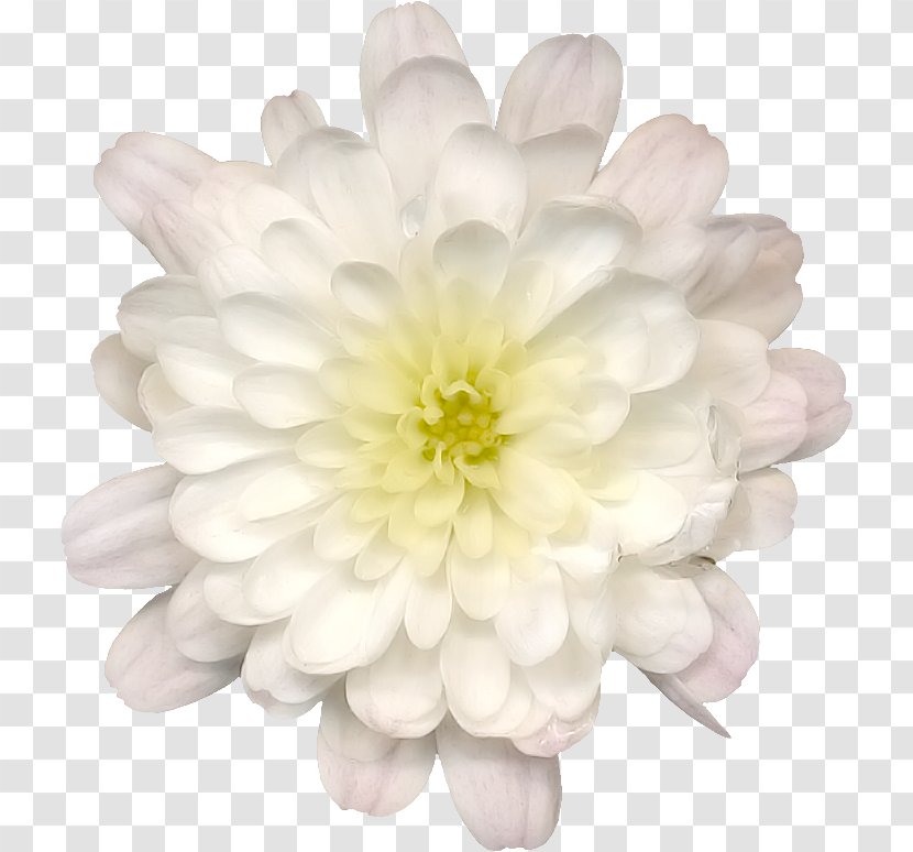 Image Clip Art Dahlia Drawing - Yellow - Navy Flowers Transparent PNG