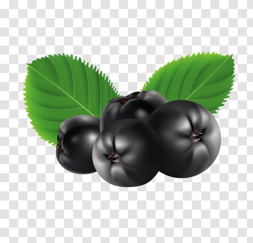 Drawing Aronia Melanocarpa - Berry - Blueberry Transparent PNG
