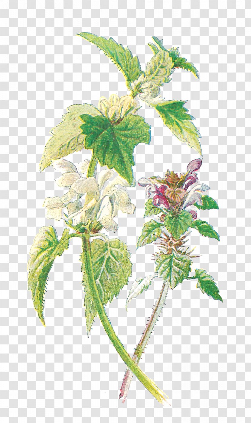 Common Nettle Purple Deadnettle White Familiar Wild Flowers Botany - Botanical Transparent PNG