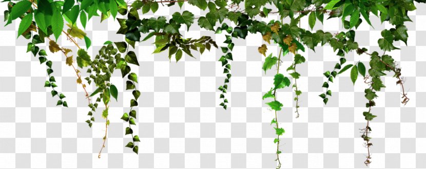 Picture Frames PhotoFiltre Photograph Decoratie - Branch - Hanging Leaves Transparent PNG
