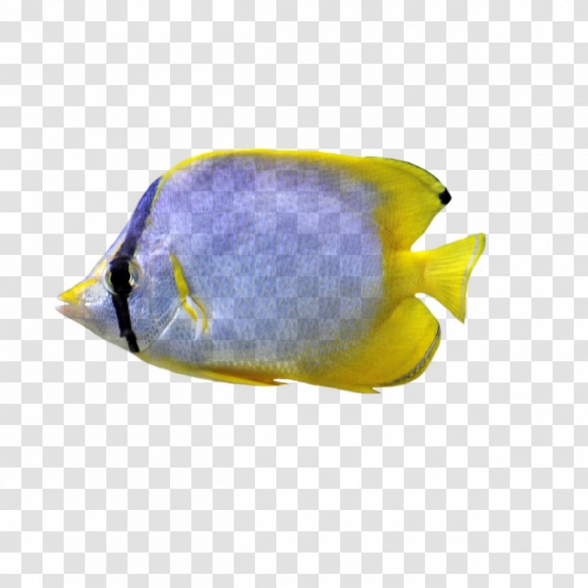 Planá Fishkeeping Quality Customer - Organism Transparent PNG