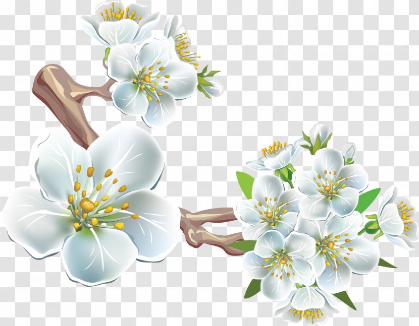 Clip Art - Cherry Blossom - Spring Transparent PNG