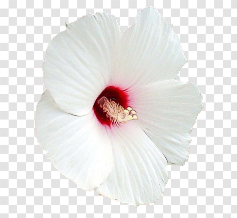 Hibiscus Petal Flower White Chinese - Watercolor - Pink Plant Transparent PNG