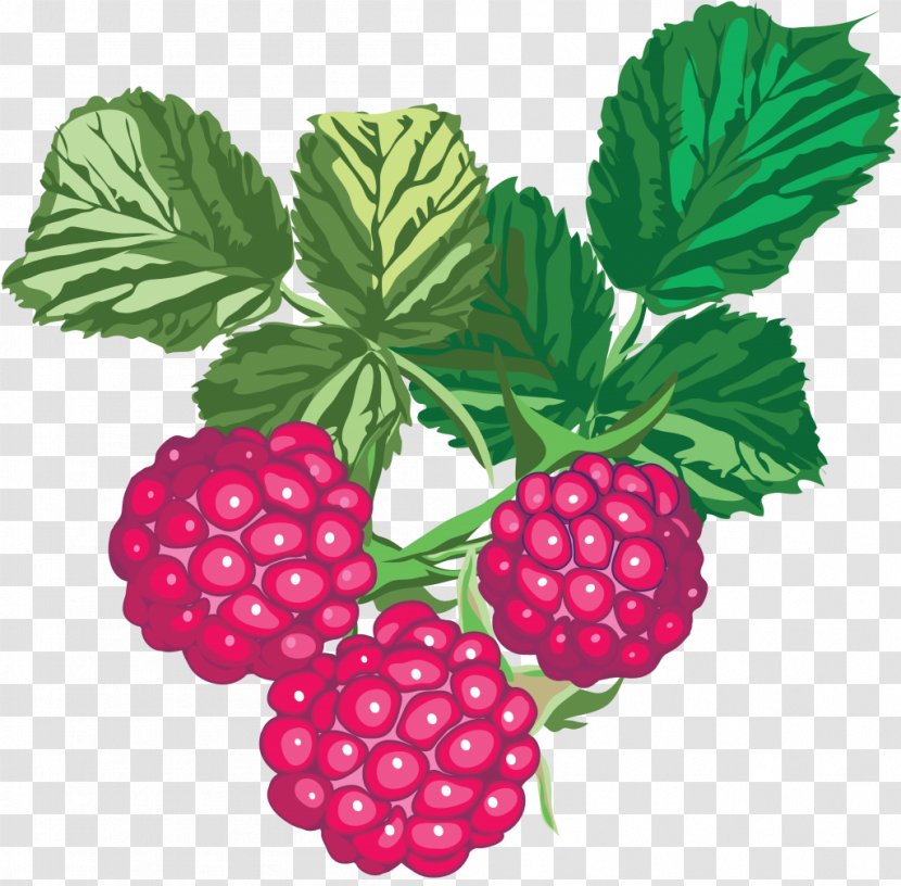 Fruit Color - Raspberry Transparent PNG