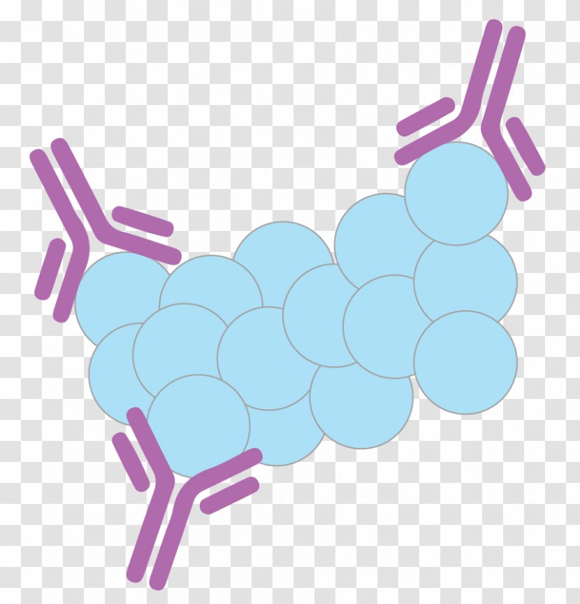 Premature Rupture Of Membranes ROM Placental Alpha Microglobulin-1 (PAMG-1) Insulin-like Growth Factor-binding Protein - Insulinlike Factorbinding - Monoclonal Transparent PNG